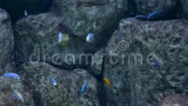 水族馆。 石头背景。 一群蓝色的小鱼在游泳。